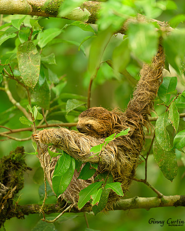 Brown-throated Three-toed Sloth Baby