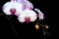 Phalaenopsis hybrid