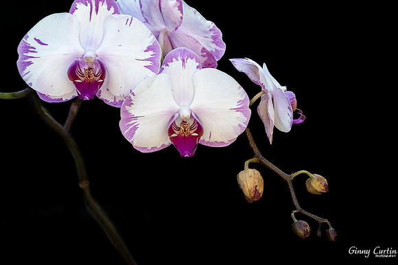 Phalaenopsis hybrid