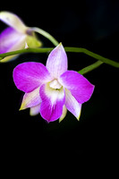 Dendrobium