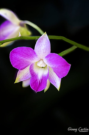 Dendrobium