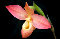 Orchids