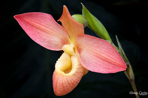 Phragmipedium Eric Young