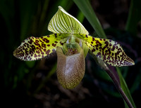 Paphiopedilum sukhakulli
