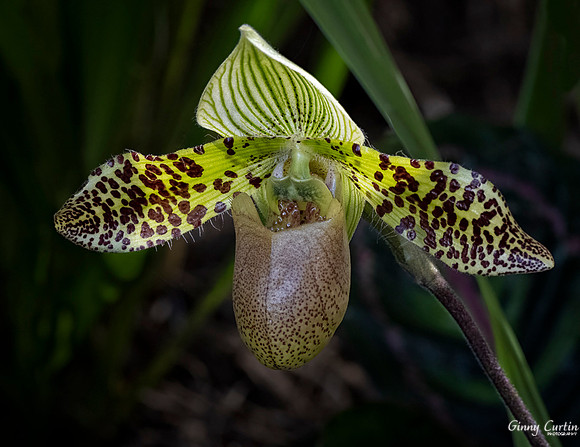 Paphiopedilum sukhakulli