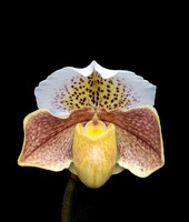 Paphiopedilum complex hybrid