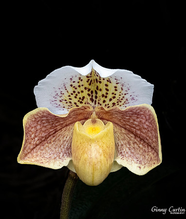 Paphiopedilum complex hybrid