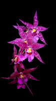 Dazzling Stars!