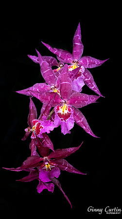 Dazzling Stars!