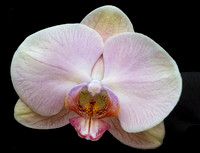 Phalaenopsis Jiuhbao Venus