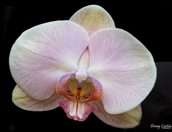 Phalaenopsis Jiuhbao Venus