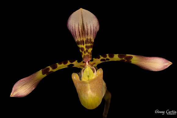 Paphiopedilum haynaldianum