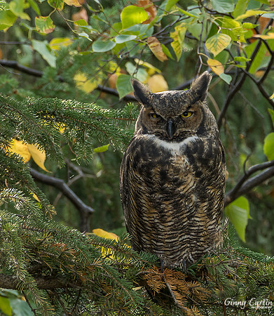 Great Horned Owl-Alaska