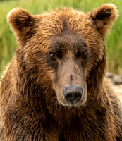 Brown Bear Close Up
