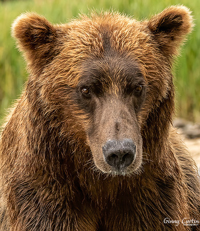 Brown Bear Close Up
