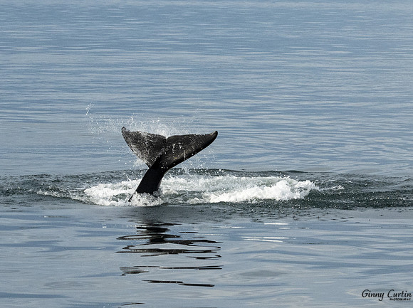 Orca Tail Slap!
