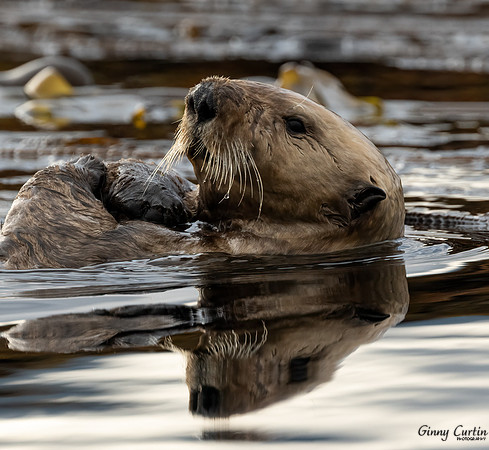 Otter Reflection