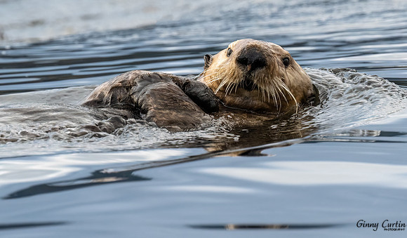 Otter