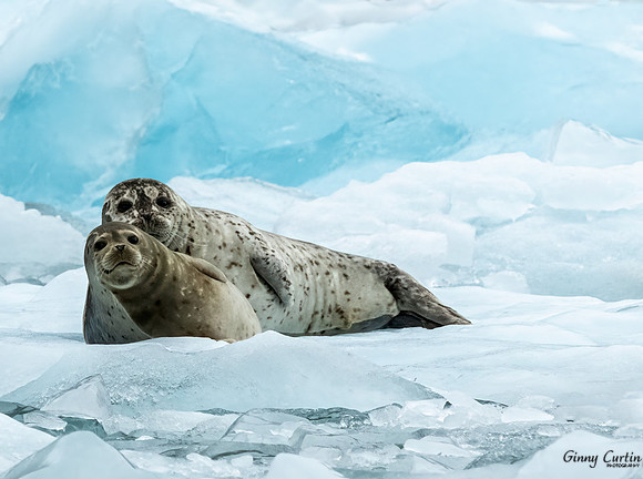 Seals Chillin