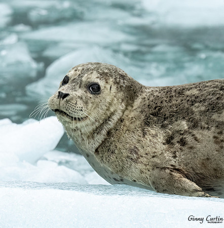 Seal on Glacier Ice