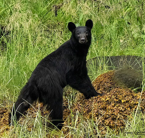 Black Bear Cub