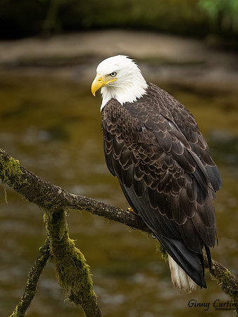 Bald Eagle in Rain