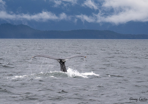 Tail of the Whale