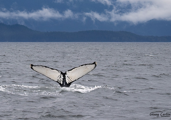 Whale's Fingerprint