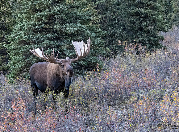 Bull Mouse in Denali NP