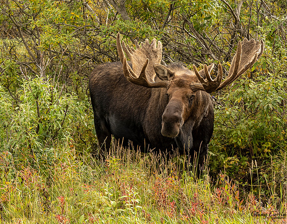 Bull Mouse with velvet antlers