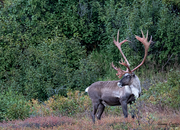 Caribou in Denali NP