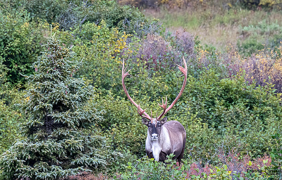 Caribou in Denali NP with impressive antlers