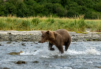 The Chase!