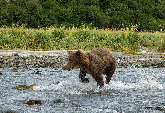 The Chase!