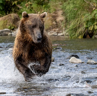 I see You, Mr Salmon!