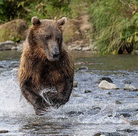 I see You, Mr Salmon!