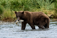 Alaska Magic
