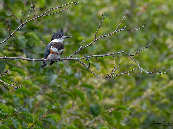 Belted KIngfisher