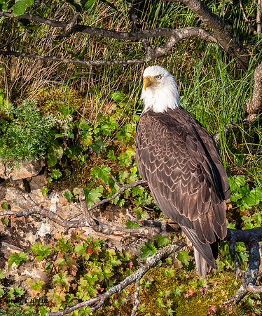 Bald Eagle