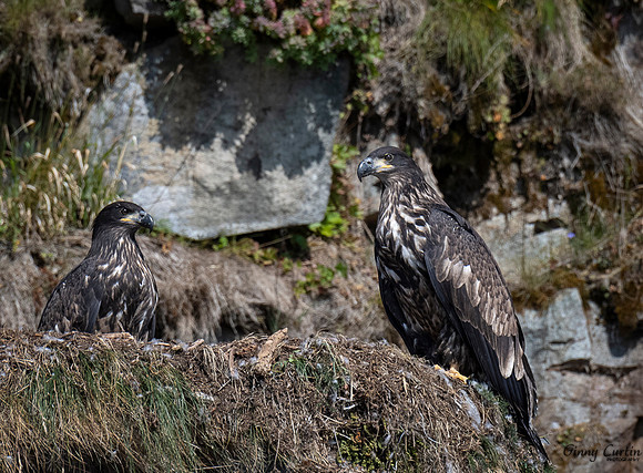 Golden Eagles on Nest