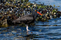 Black Oystercatcher