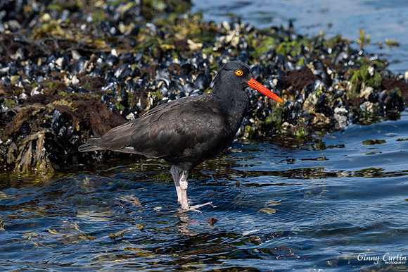 Black Oystercatcher