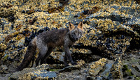 Cross Fox