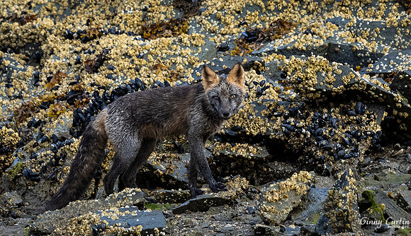 Cross Fox