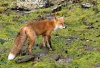 Red Fox looking for a snack