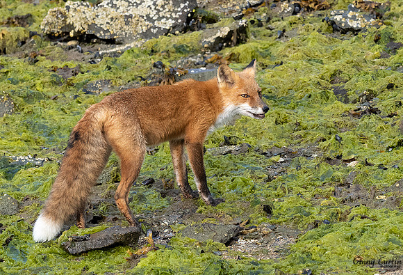 Red Fox looking for a snack