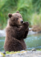 Praying for more Salmon!