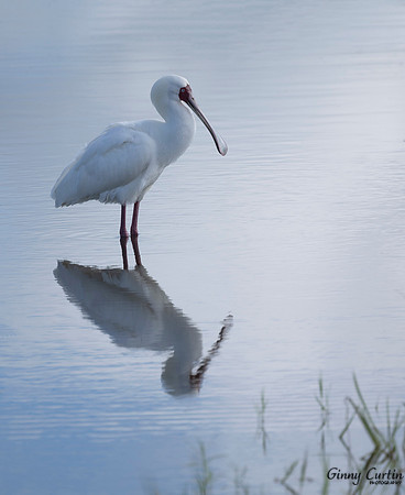 Spoonbill reflection