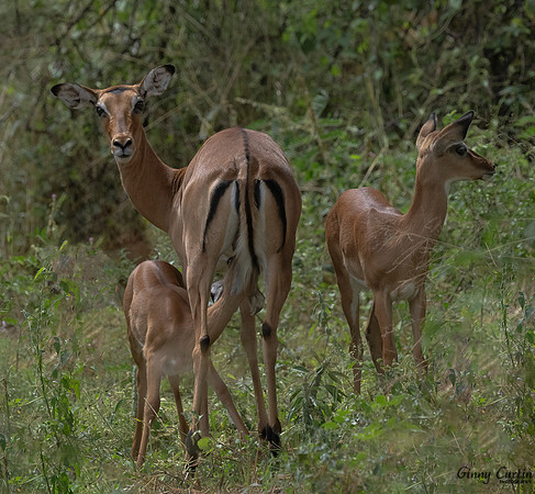 Nursing Impala