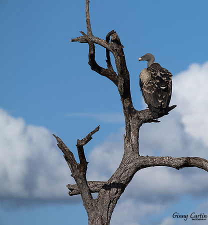 Vulture Watch